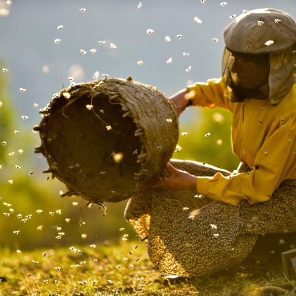 honeyland-doc-sffilm-artist-development