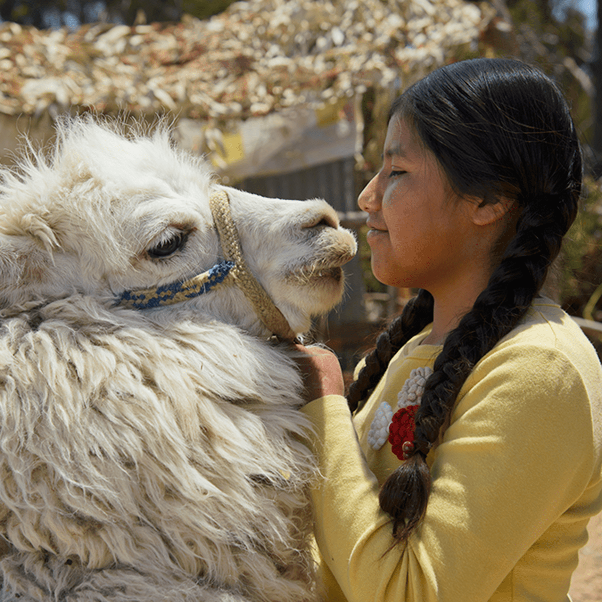 child pets a llama
