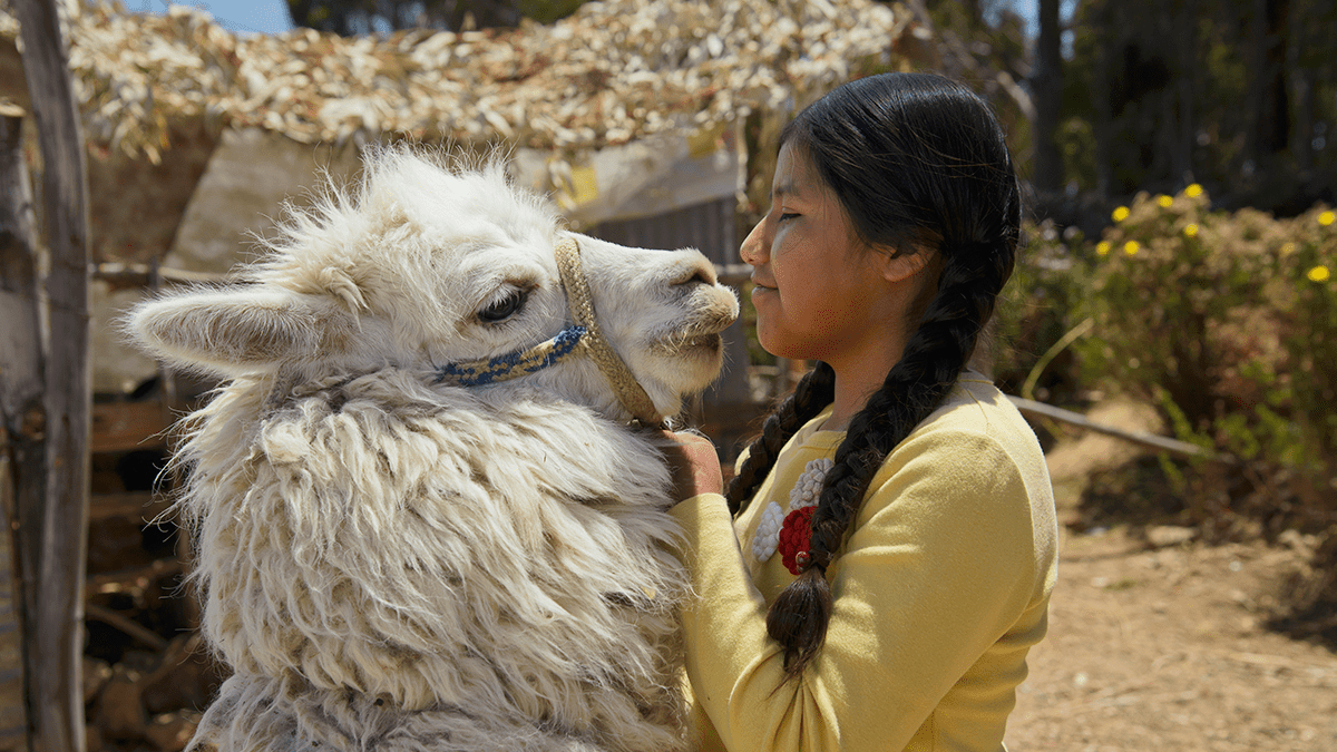child pets a llama