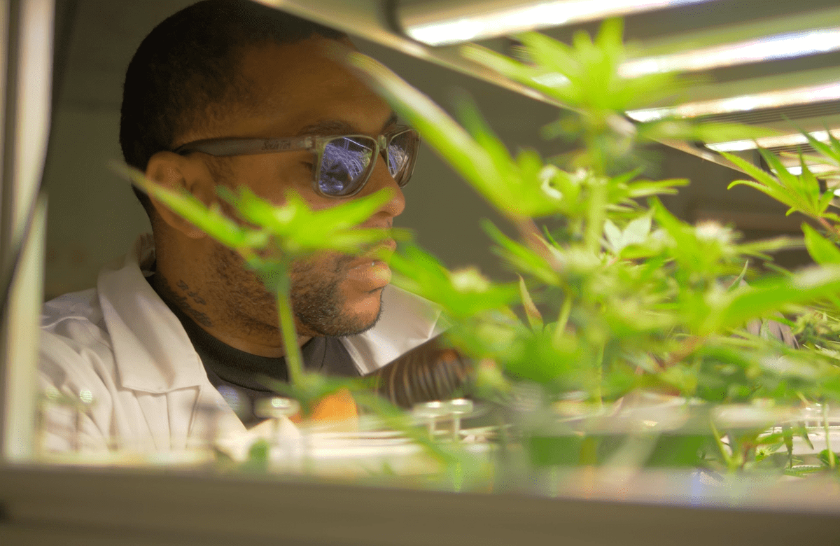 person wearing sunglasses and lab coat inspects marijuana plants