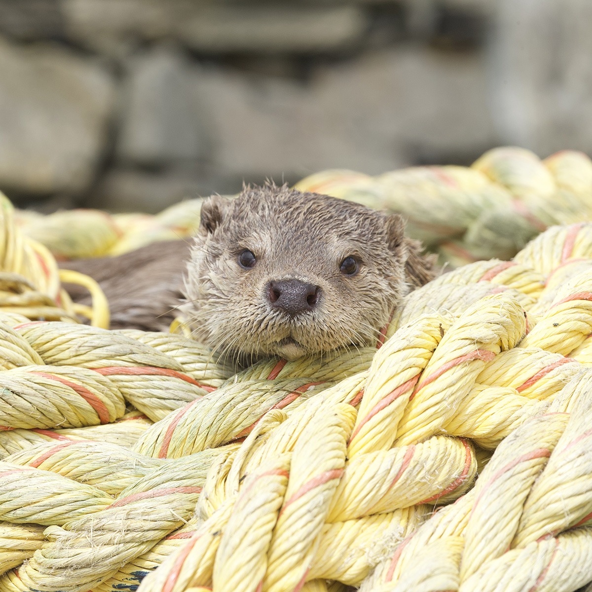 A small otter is hiding in a pile of ropes.