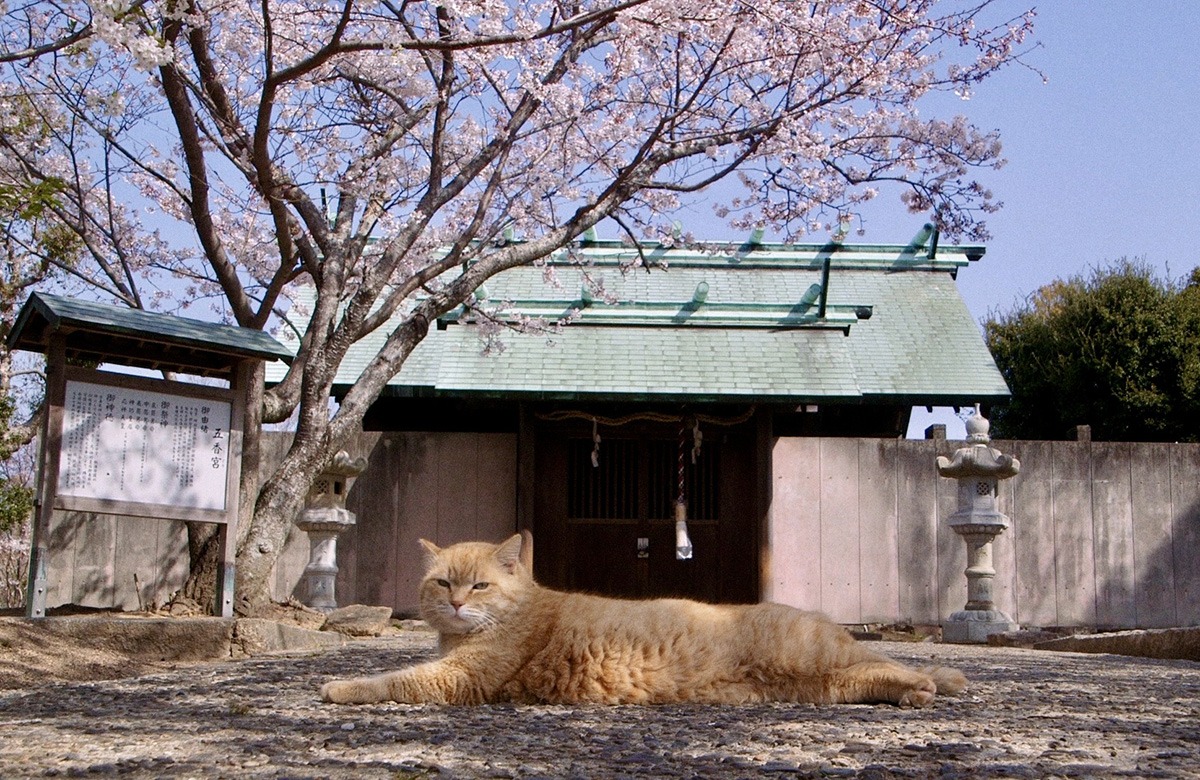 A cat lying on the ground in front of a blooming tree.