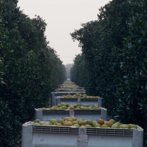 Many trucks carrying fruit through a forest.